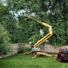 Best Tree Mulching  in Chelsea, MA