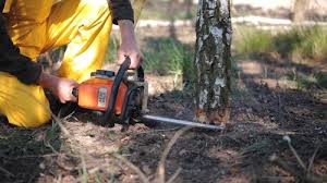 Best Arborist Consultation Services  in Chelsea, MA