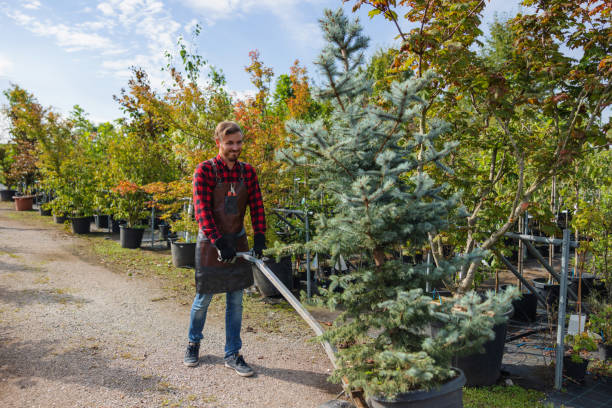 Best Hazardous Tree Removal  in Chelsea, MA