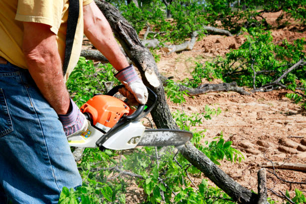 Best Tree Maintenance Programs  in Chelsea, MA